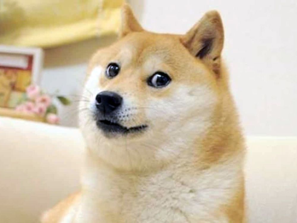 An image of the Doge meme.